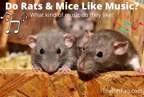 Do Mice Like Music: An Exploration into theMysteries of their Sensitivity to Harmony